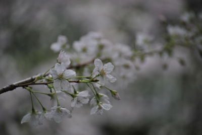 Cherry Blossoms outside of Burrard  skytrain station.