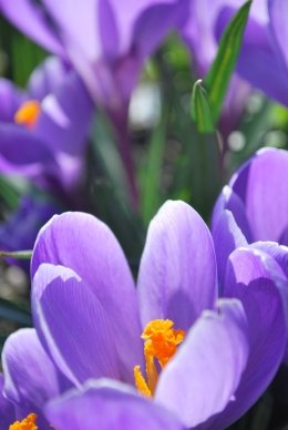 A close shot of some flowers mid march