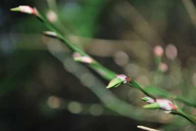 The trees are budding!