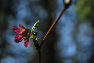 Quick shot of a tree budding