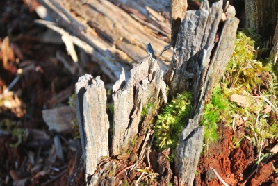 A picture of a mossy stump playing with depth of field